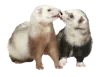 Хорьки