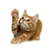Кошки и котята