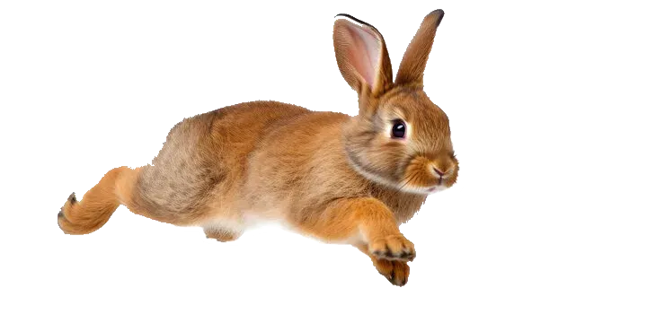 Кролики
