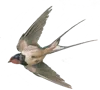 Птицы