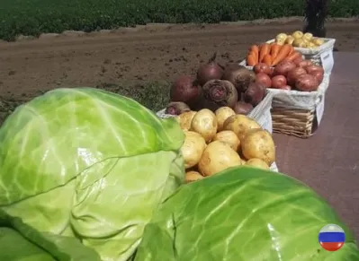 Молодой урожай овощей 2024 с доставкой по Алтайскому краю
