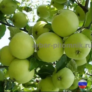 Саженцы яблони из питомника, с доставкой и посадкой по низкой цене