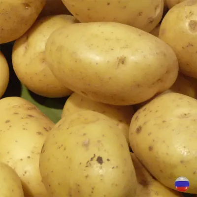 Продажа средне- и позднеспелых сортов овощей в августе