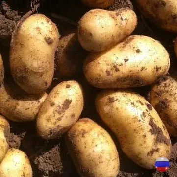 Предлагаем картофель урожай 2026 года